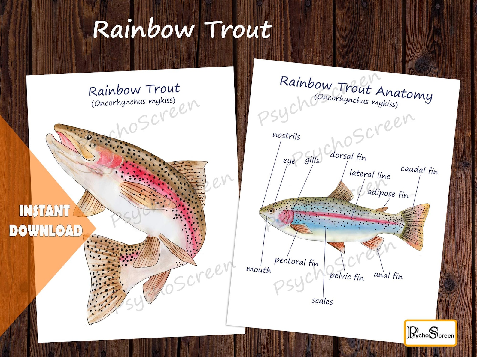 RAINBOW TROUT Unit Study, MEGA Printable Fish Bundle With Anatomy, Life
