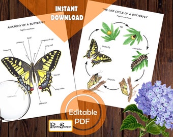 HONEY BEE Unit Study MEGA Printable Bees Bundle Anatomy - Etsy