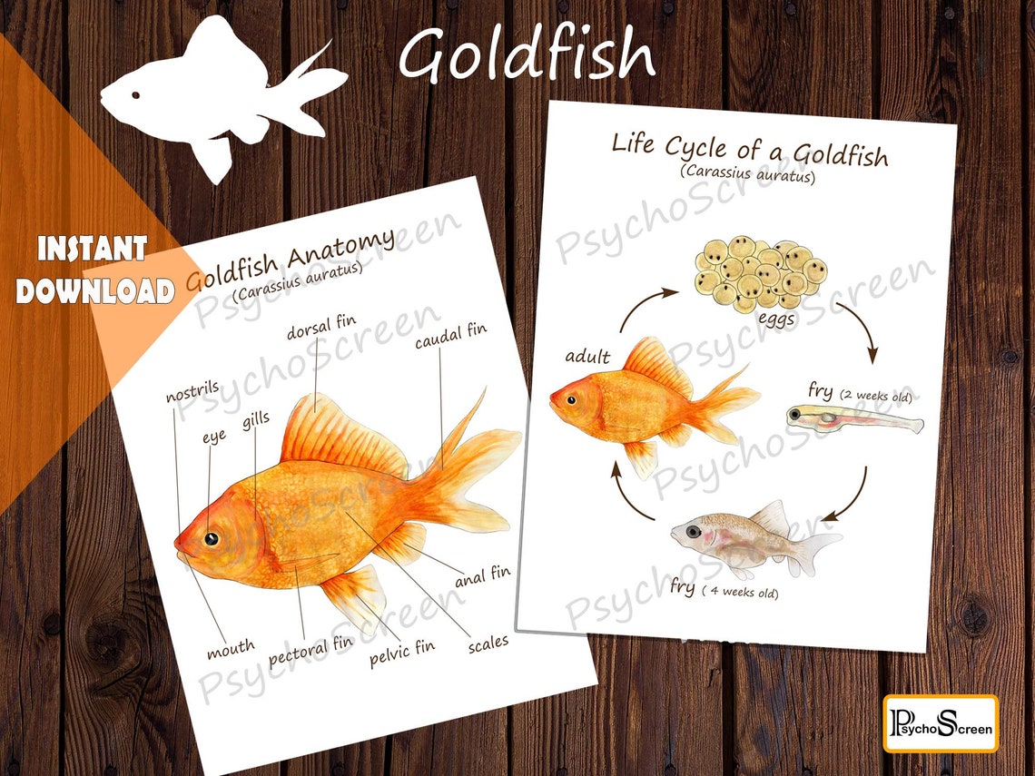 GOLDFISH Unit Study MEGA Printable fish bundle Anatomy Etsy