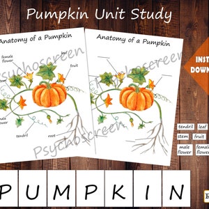 PUMPKIN Unit Study, MINI Printable Pumpkins Bundle, Anatomy Set, Difference Poster, Montessori ...