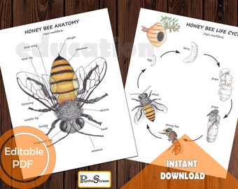 HONEY BEE Unit Study • MINI Printable bees bundle • Anatomy,  Diagram, Life cycle, Spin wheel •  Montessori materials