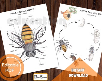 bee anatomy etsy