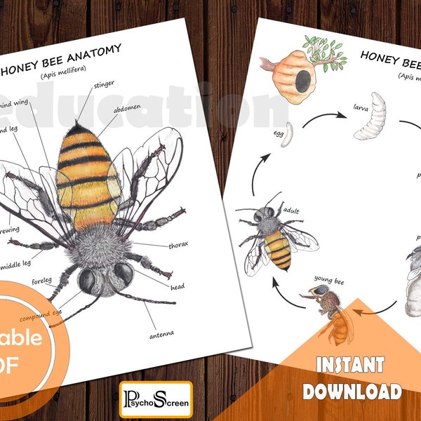 Étude unitaire ABEILLES • MINI lot d'abeilles imprimable • Anatomie, diagramme, cycle de vie, roue de rotation • Matériaux Montessori