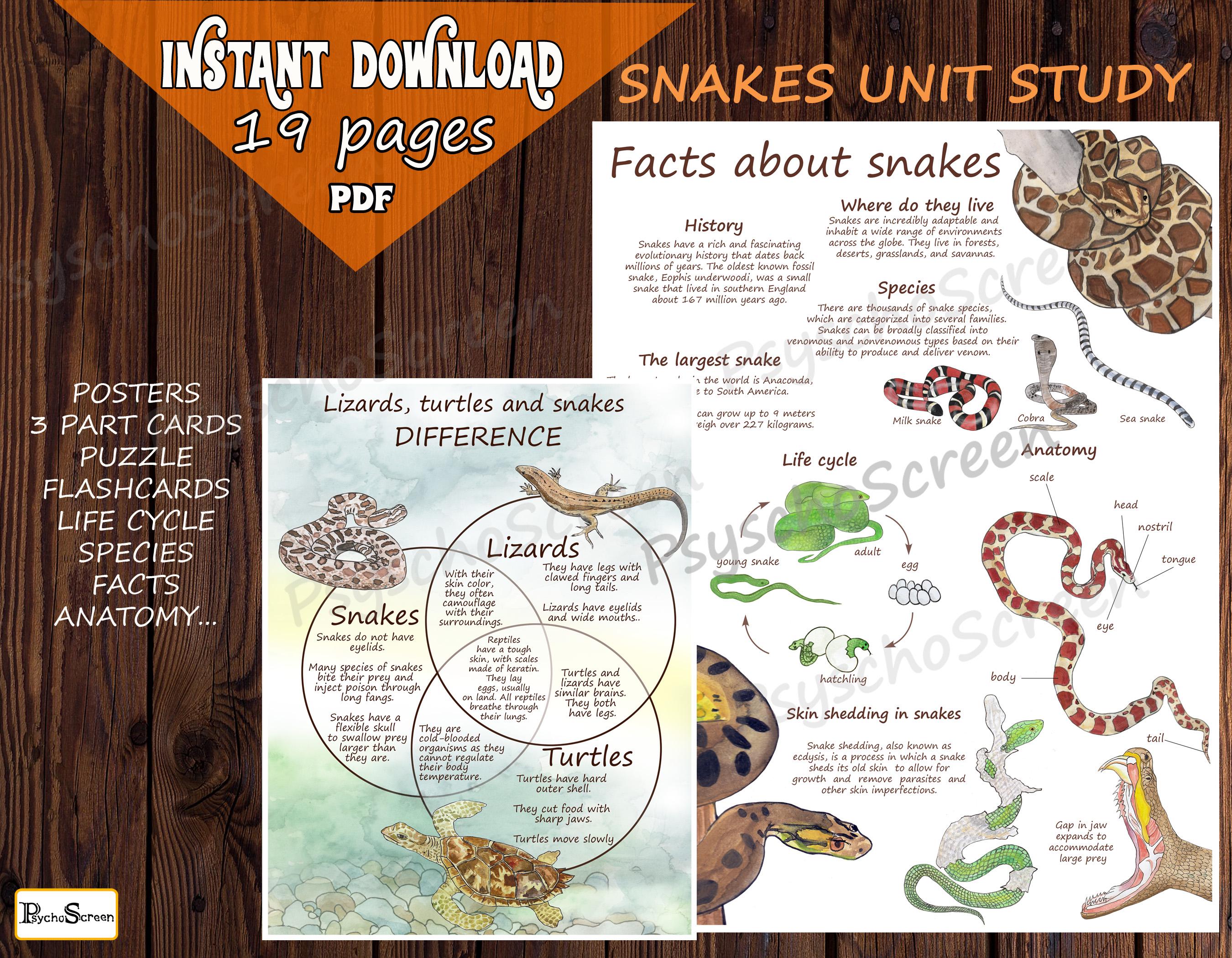 Life Cycle Of A Snake Diagram For Kids