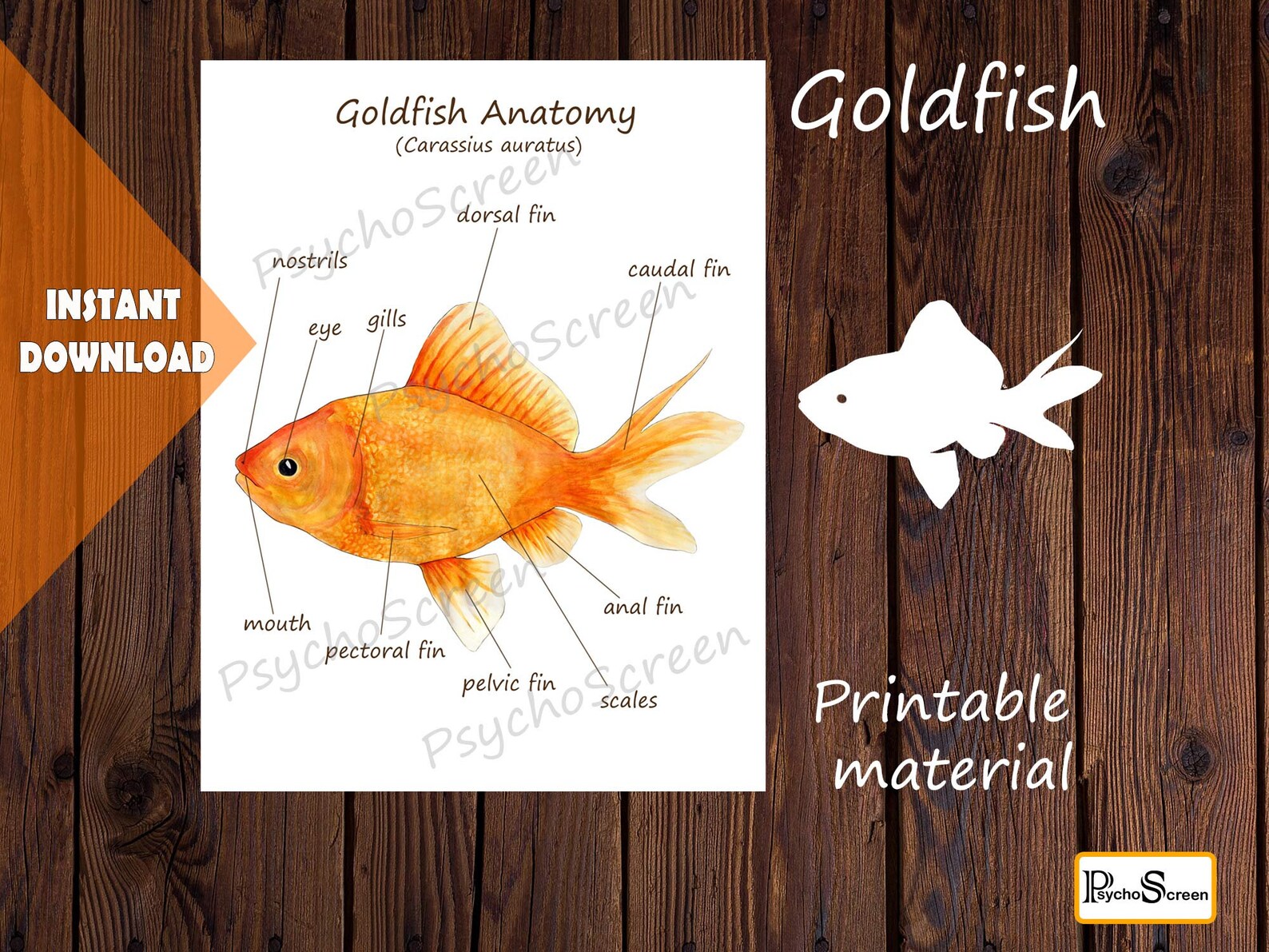 GOLDFISH Unit Study MEGA Printable Fish Bundle Anatomy Etsy