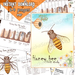 Estudio de la unidad sobre las abejas. Paquete imprimible con anatomía, datos, diagramas, carteles, ciclo de vida y materiales Montessori para insectos.