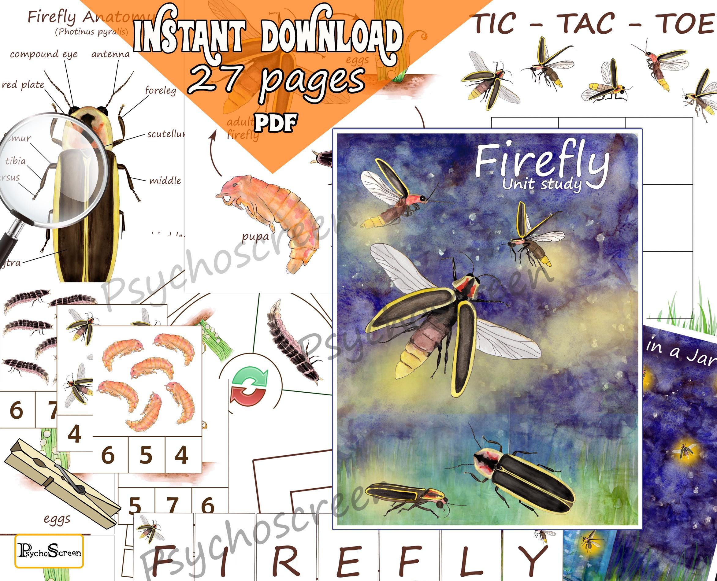 Firefly Anatomy, Life Cycle and Games for Kids (printable Bundle) - Etsy