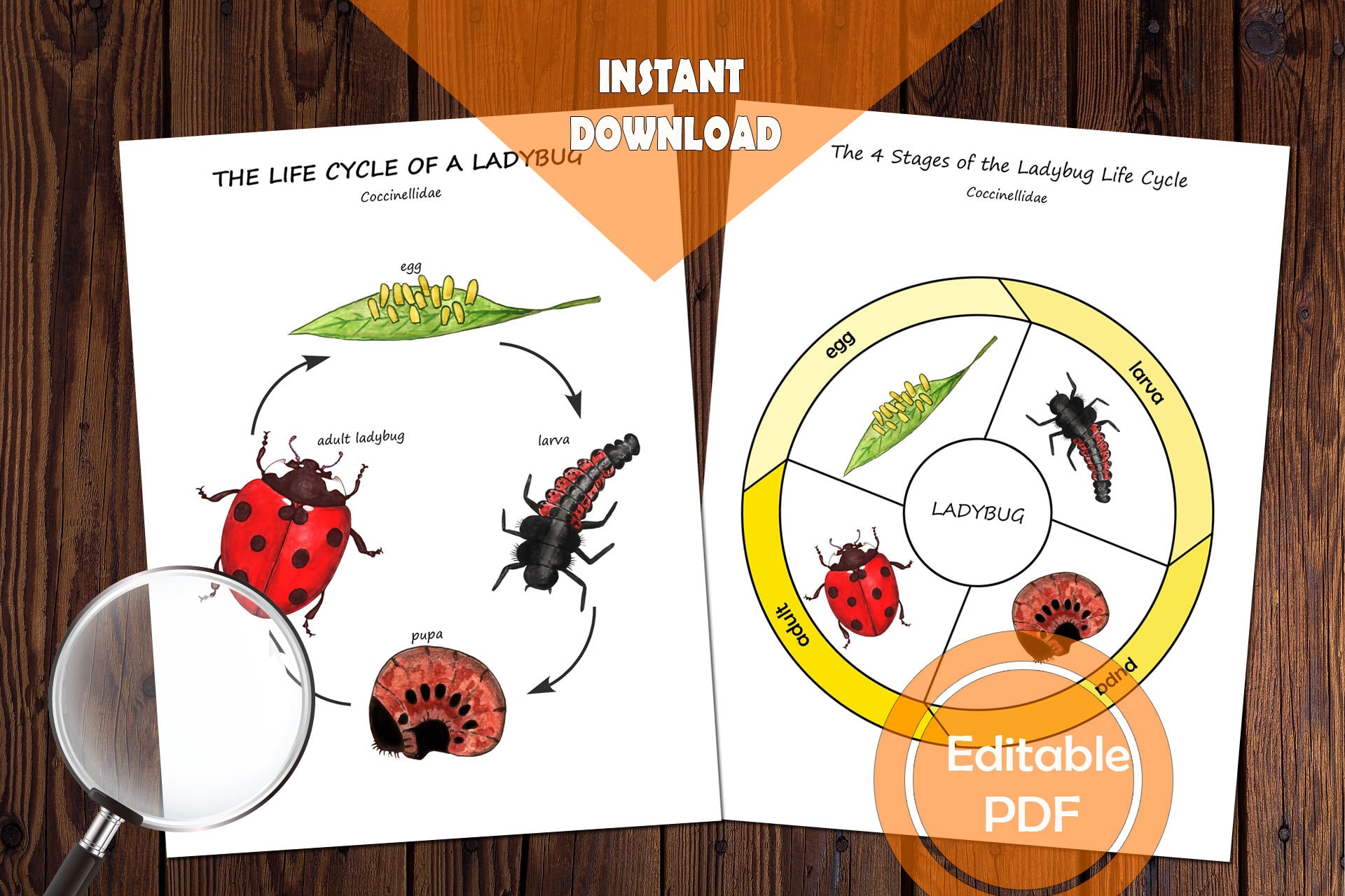 Insect Anatomy & Life Cycle Learning Set for Kids: Nature Study ...