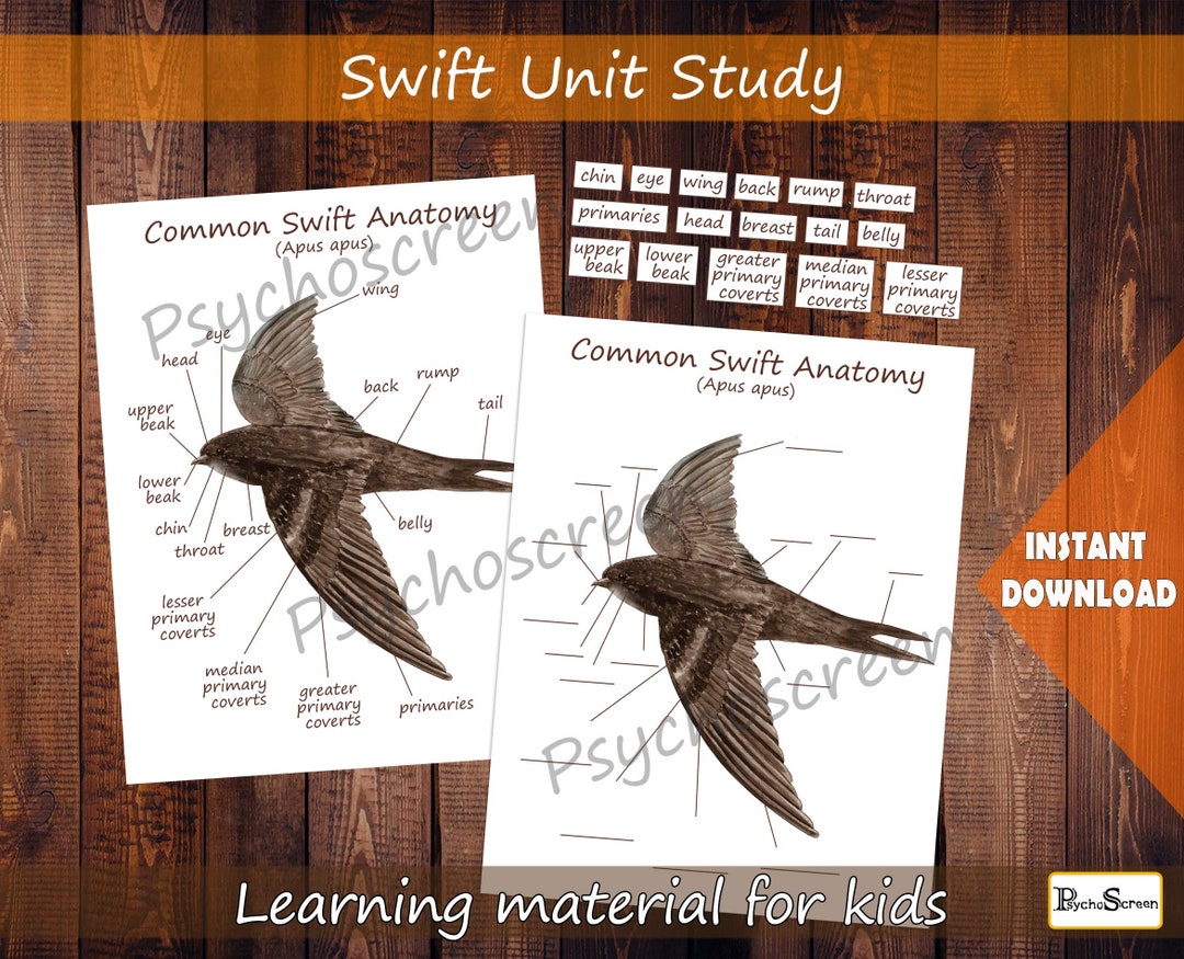 Swift Unit Study, MINI Printable Swifts Bundle With Anatomy, Diagram ...