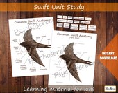 Swift Anatomy Study: Montessori Bird Printable (PDF)