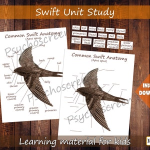 Studio unitario sui rondoni, pacchetto stampabile sui rondoni con anatomia, parti del corpo, diagramma, poster, schede, materiali Montessori per uccelli