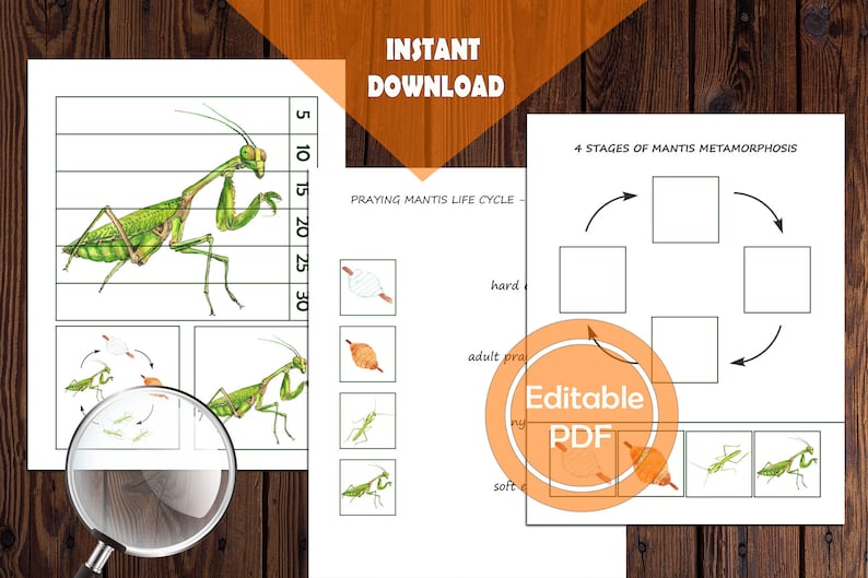 PRAYING MANTIS Unit Study MEGA Printable Bundle Anatomy | Etsy