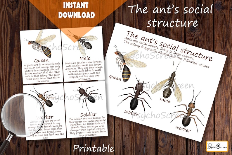 Educative posters and cards: Ant flaschcards (Queen, Male, Worker, Soldier) and The ant's social structure poster
