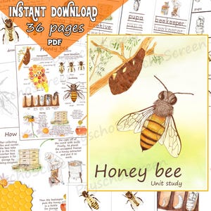 HONEY BEE Unit Study: afdrukbare bijenbundel met anatomie, levenscyclus, honingraat, sociale structuur, montessorimaterialen voor insecten