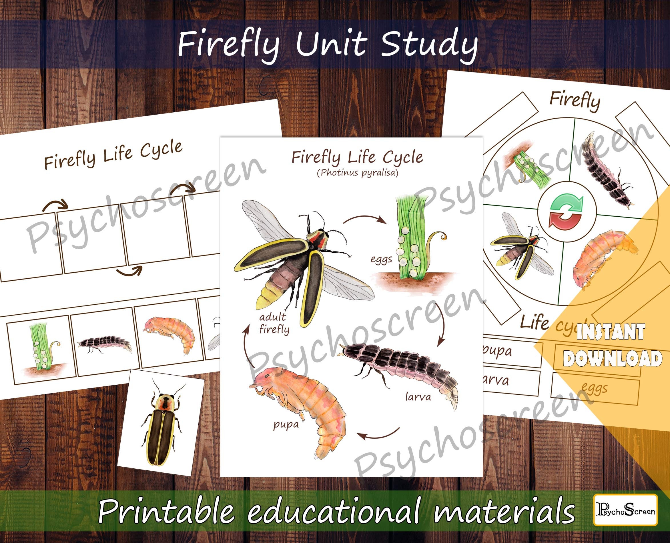 Firefly Anatomy, Life Cycle and Games for Kids (printable Bundle) - Etsy