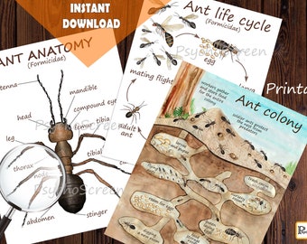 ANT Unit Study - MEGA Printable ants bundle - Ant anatomy, life cycle, cards, social structure, colony posters - Montessori materials
