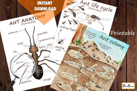 ANT Unit Study MEGA Printable Ants Bundle Ant (Download Now) 