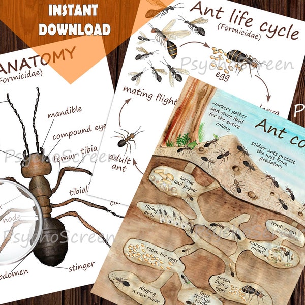 Étude des unités ANT - Bundle de fourmis imprimable MEGA - Anatomie des fourmis, cycle de vie, cartes, structure sociale, posters de colonies - Matériel Montessori