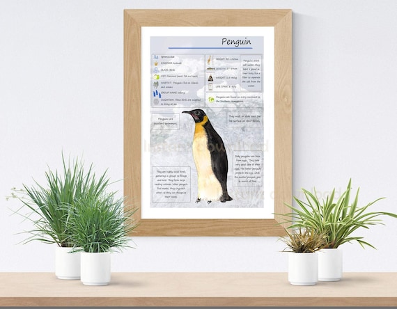 Penguin Anatomy Study for Kids: Printable Diagram & Sensory Path