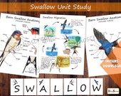 Swallow Unit Study: Anatomy, Migration, Life Cycle (Printable)