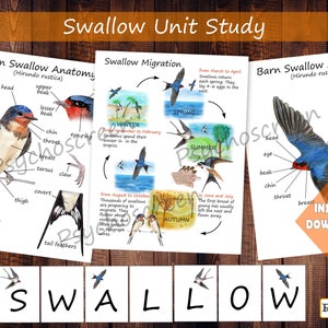 Étude unitaire d'hirondelle, lot d'hirondelles à imprimer MEGA avec anatomie, diagramme, affiches, jeux, cartes, matériel Montessori pour oiseaux