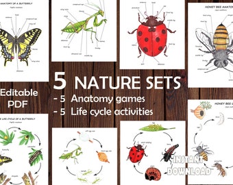 Make your INSECTS UNIT STUDY for kids, 5 editable learning material with anatomy, life cycle, flashcards and other interactive games