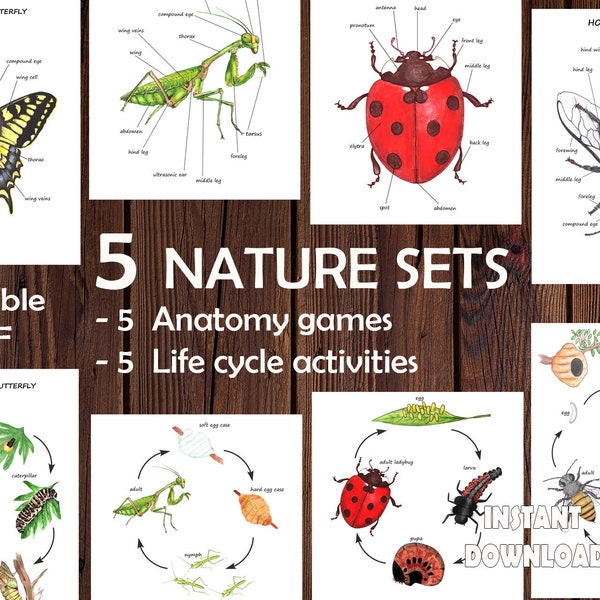 5 NATURE SETS, Bundle of Insects anatomy and life cycle prints,  Homeschool Bugs, Bee, Butterfly activities, Montessori materials