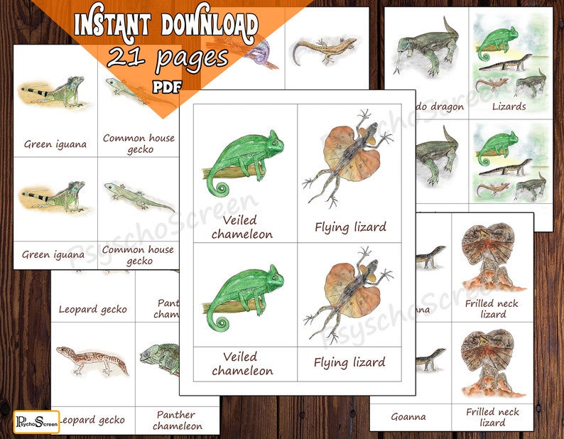 Lizards Printable Text Bundle of Lizards Anatomy and Life Cycle Activities for Kids (PDF ...