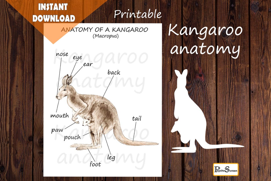 Øst Timor ideologi ære Kangaroo Anatomy Body Parts Diagram Australian Animals - Etsy Norway