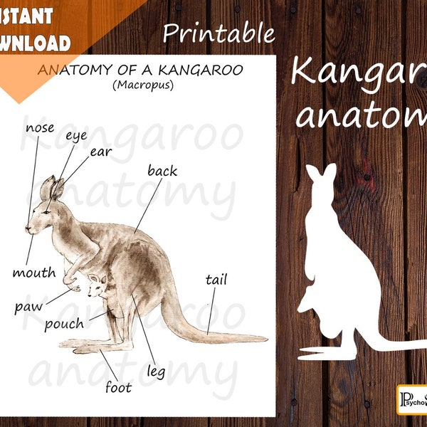 Kangaroo anatomy • Body parts • Diagram • Australian animals • Montessori materials