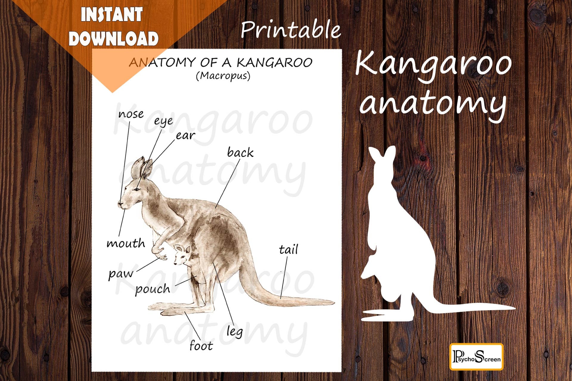 Kangaroo Anatomy Body Parts Diagram Australian Animals Etsy Hong Kong