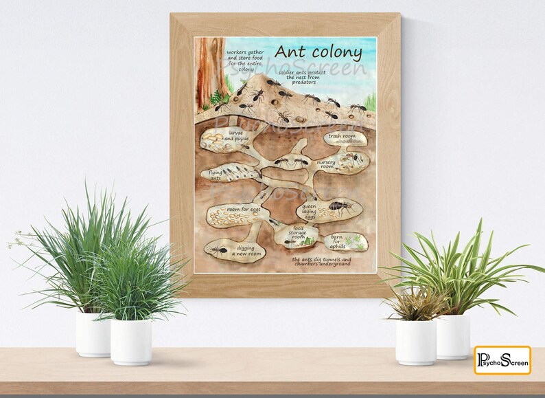 Framed poster: Ant Colony