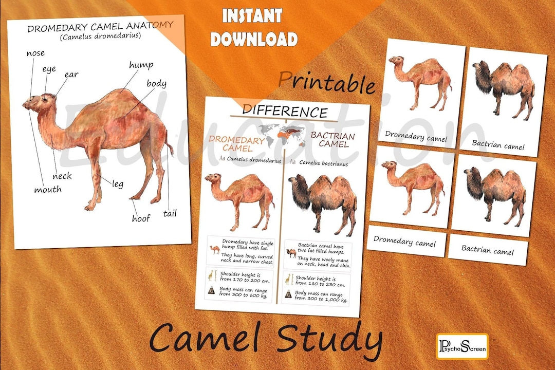 CAMEL Unit Study MINI Printable Camels Bundle Anatomy, Diagram, Cards
