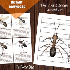 Ant flaschcards (Queen, Male, Worker, Soldier) and Puzzle