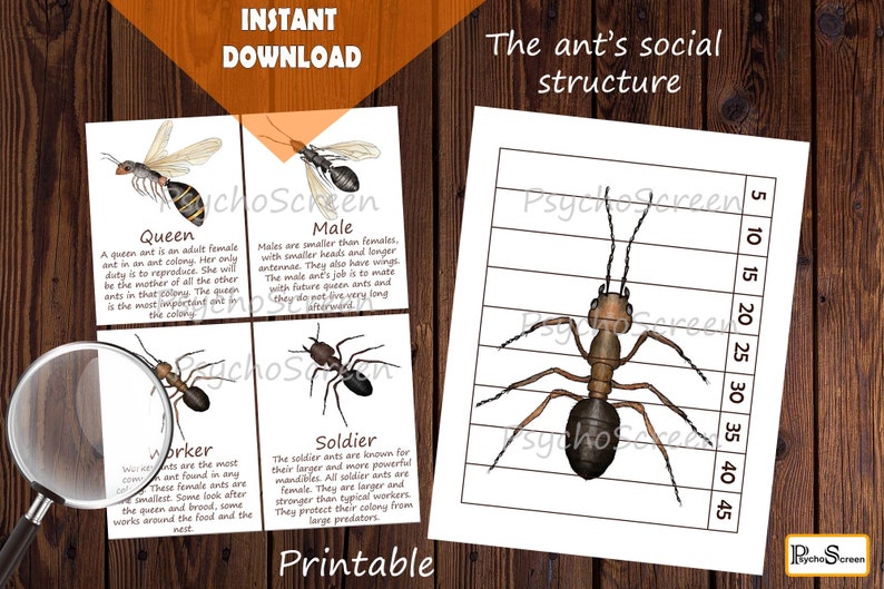 Ant flaschcards (Queen, Male, Worker, Soldier) and Puzzle