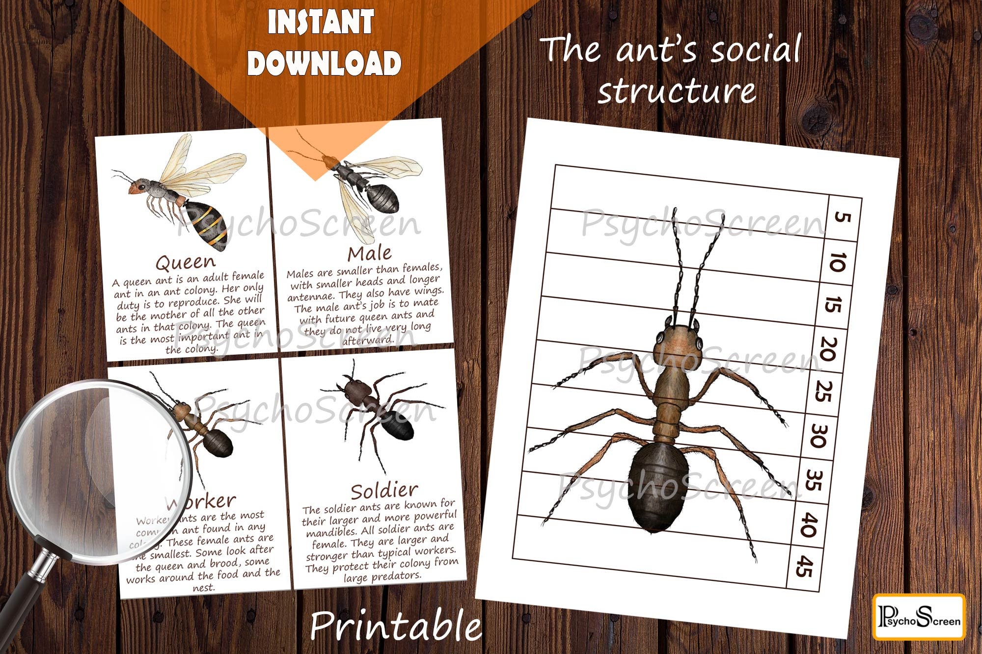 ANT COLONY Unit Study MINI Printable Ants Bundle Poster 
