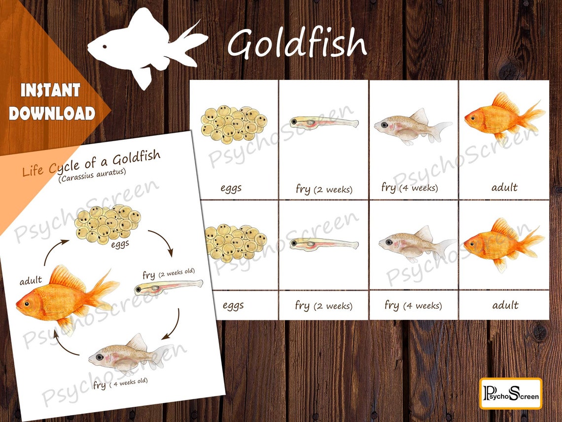 GOLDFISH Unit Study MEGA Printable fish bundle Anatomy Etsy