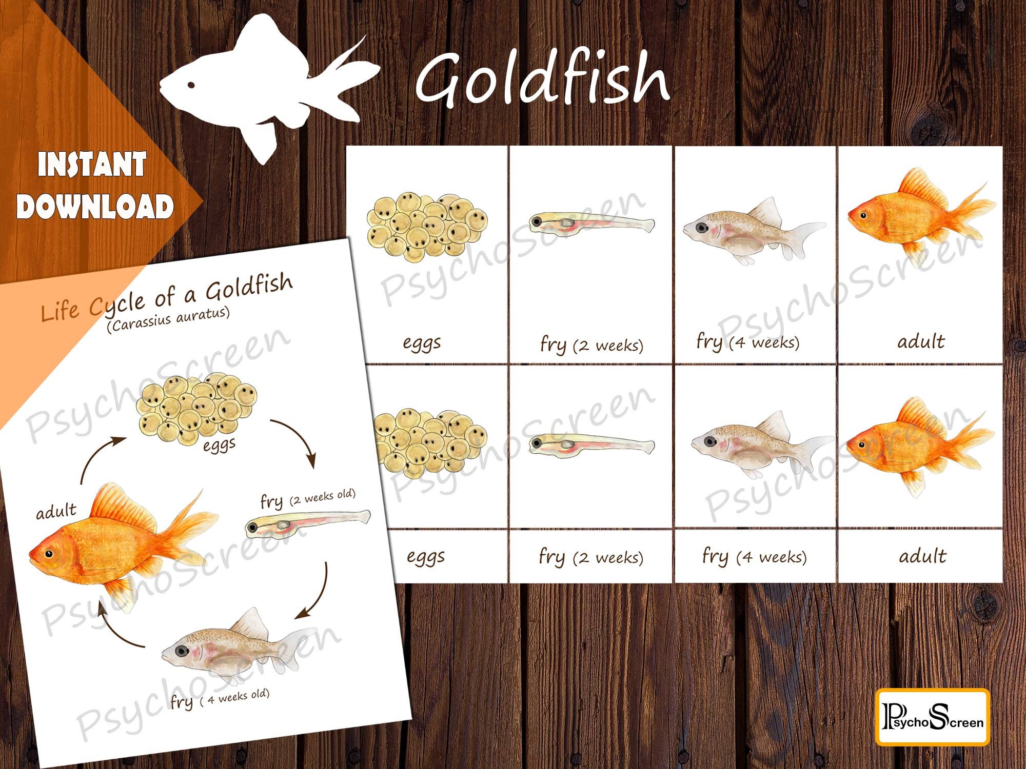 Life Cycle Of A Goldfish