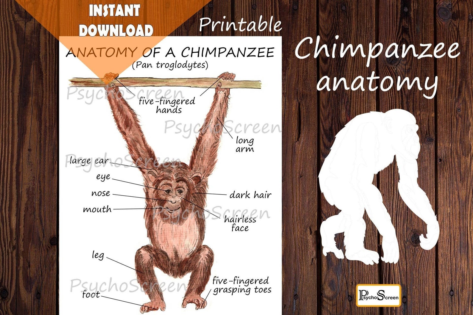Chimpanzee Anatomy Body Parts Diagram of a Monkey Etsy UK
