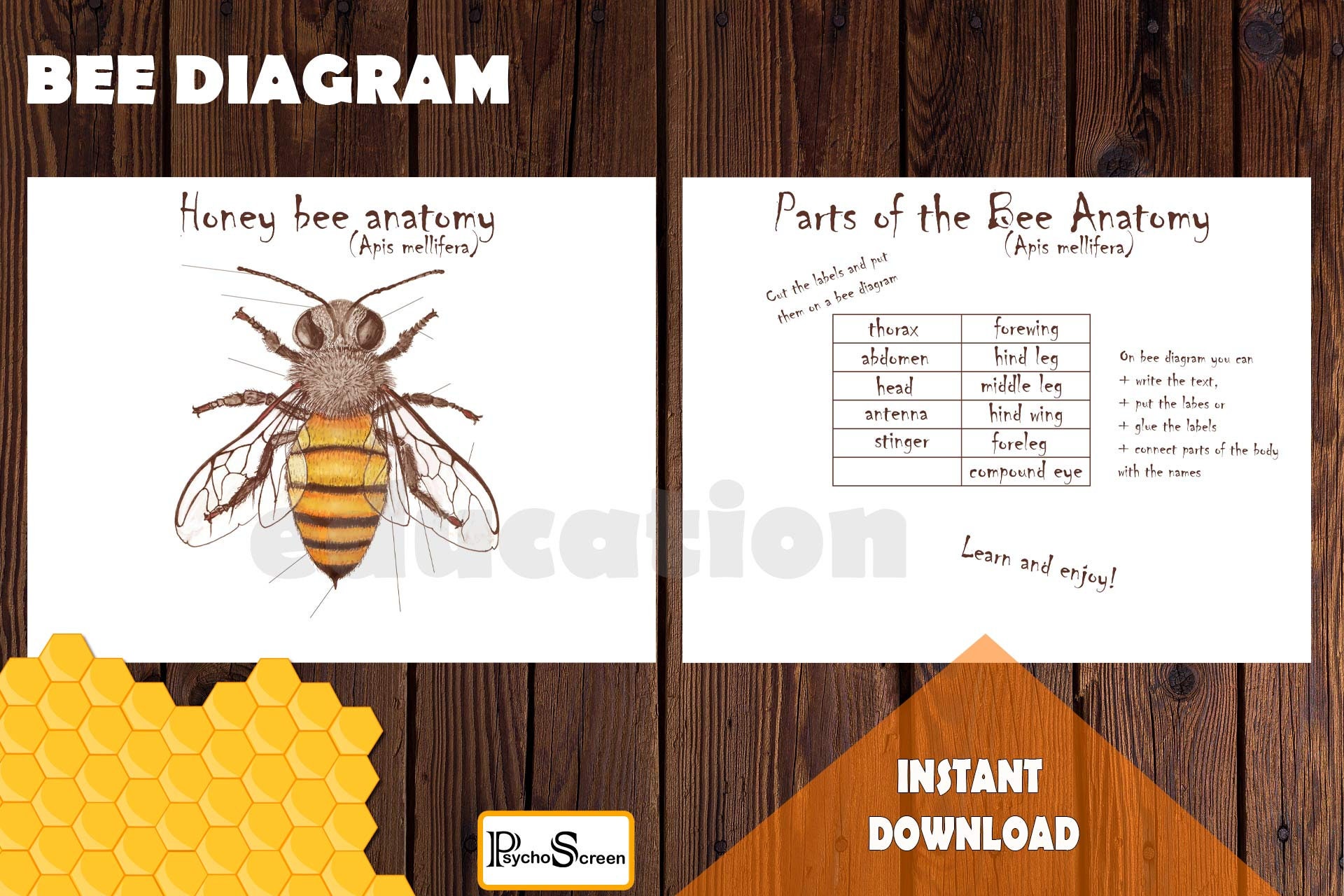 honey bee anatomy and life cycle bee unit study mini etsy australia