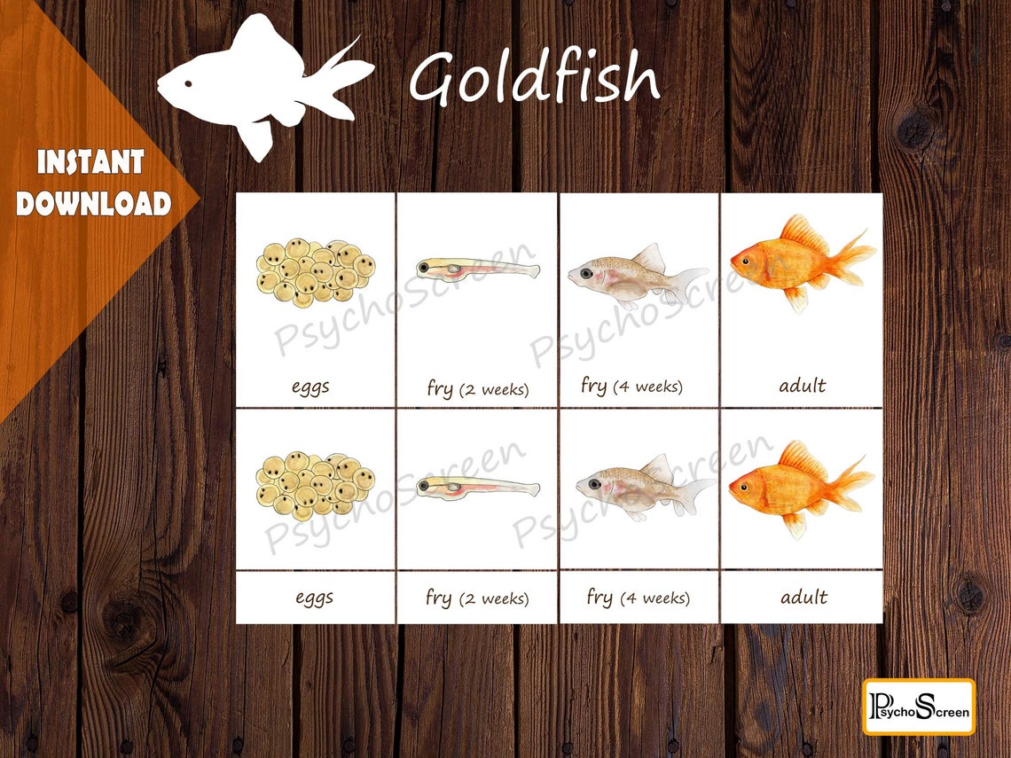 Goldfish Life Cycle