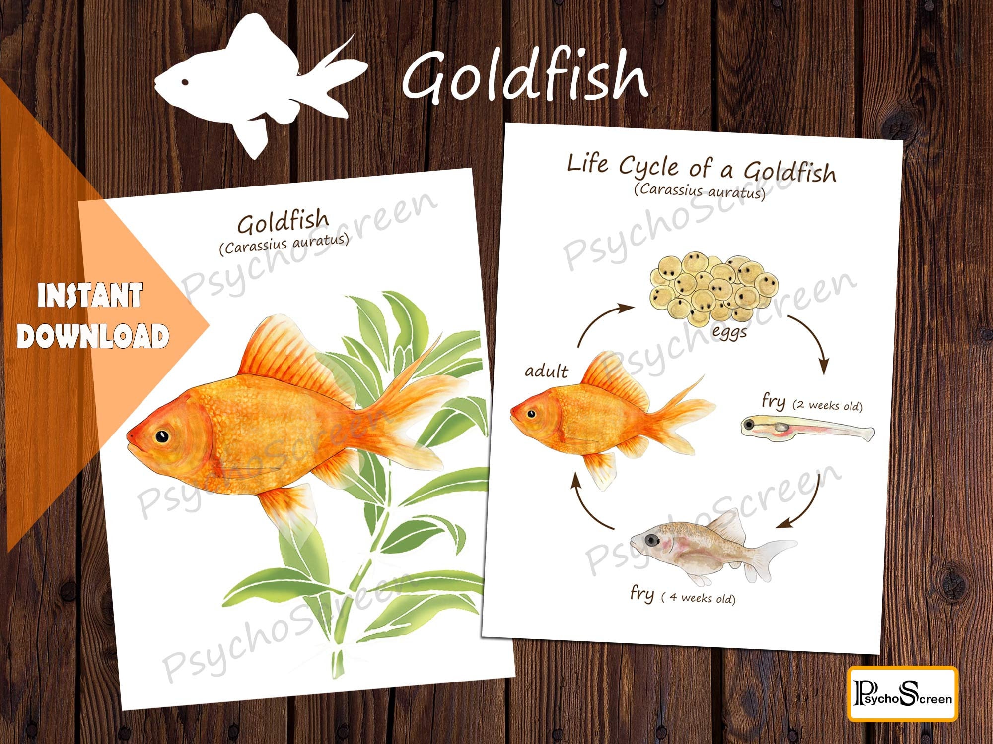 GOLDFISH Unit Study MEGA Printable fish bundle Anatomy Etsy