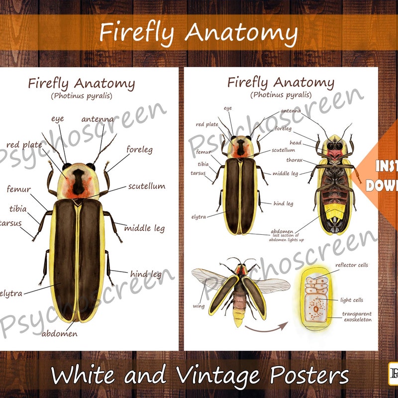Fireflies - Etsy