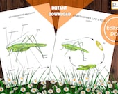 Grasshopper Anatomy & Life Cycle Study: Montessori Cards (Digital Download)