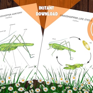 Estudio de la unidad SALTAMONTES, paquete imprimible de anatomía, ciclo de vida, tarjetas, tres en raya, materiales Montessori editables para insectos