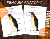 Penguin Anatomy Study: Printable Diagram & Sensory Path (Digital Download)