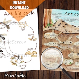 Cartazes de formigas para impressão e materiais de aprendizagem, Pacote com cartazes de formigas, Explore sua estrutura social e ciclo de vida