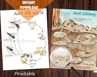 Ant Life Cycle Watercolor Printables: Colony, Social Structure (Digital Download)
