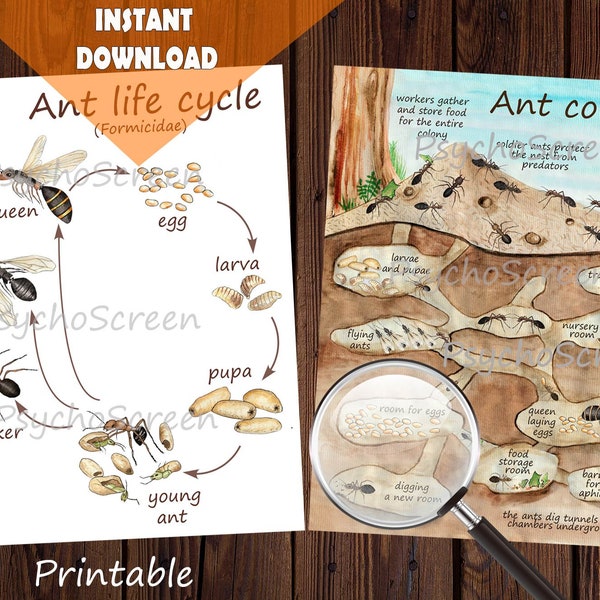 ANT COLONY Unit Study - MINI Printable ants bundle - Poster, Ant farm, Ants home, Social structure, Life cycle  -  Montessori materials