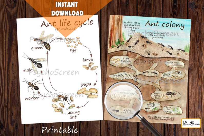 Educative Posters: Ant Life Cycle (egg, larva, pupa, youngant, workermale, queen), and Ant Colony